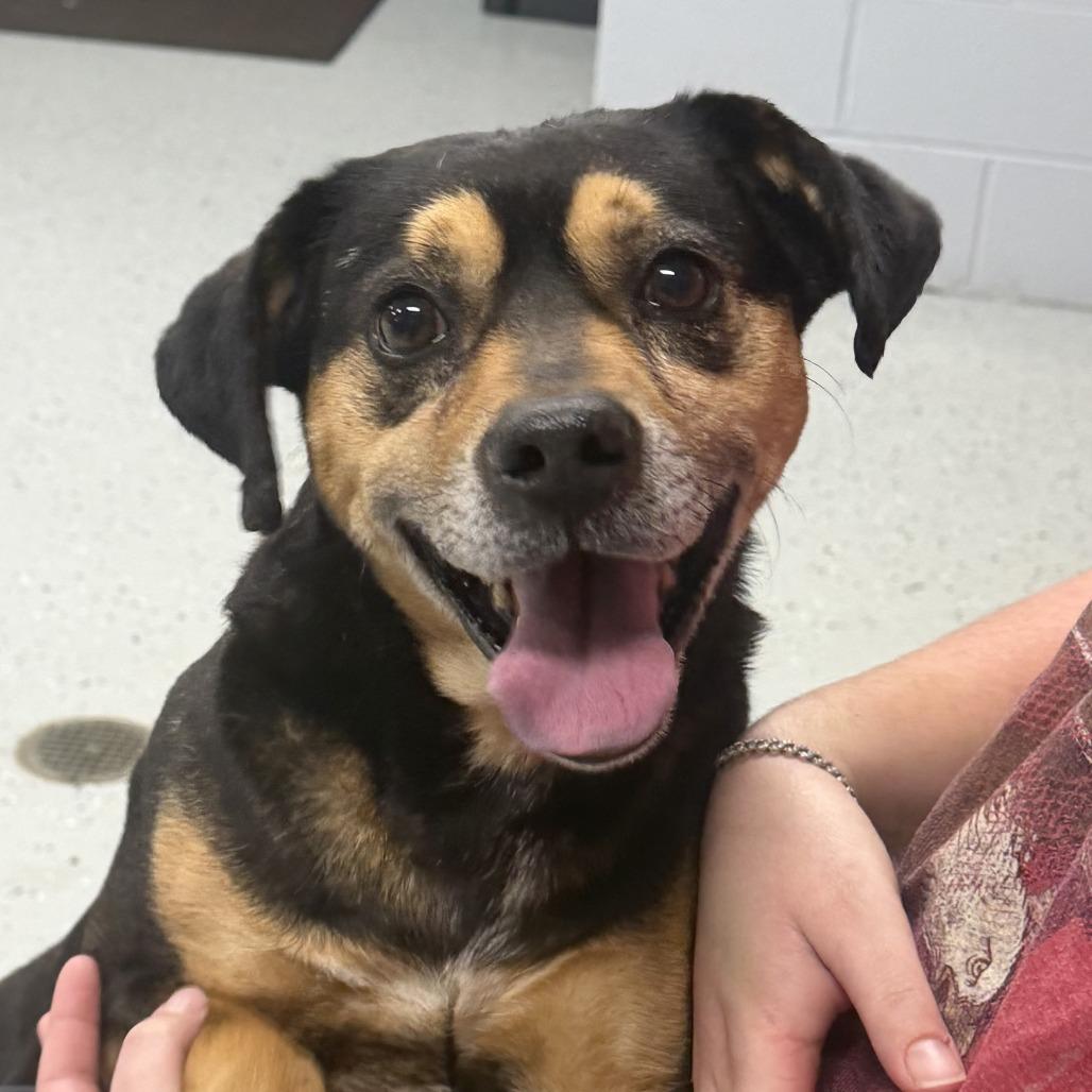 Enlarge Buzz, a Adoptable mixed breed in Marion, VA image 1/1