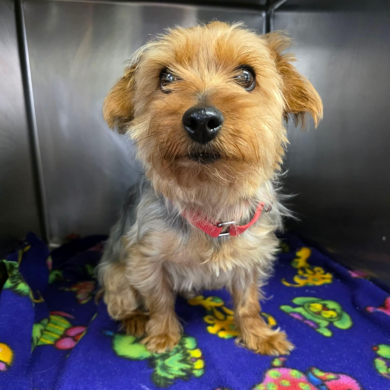 Enlarge Frodo , an adopted mixed breed in Greensburg, PA image 4/6
