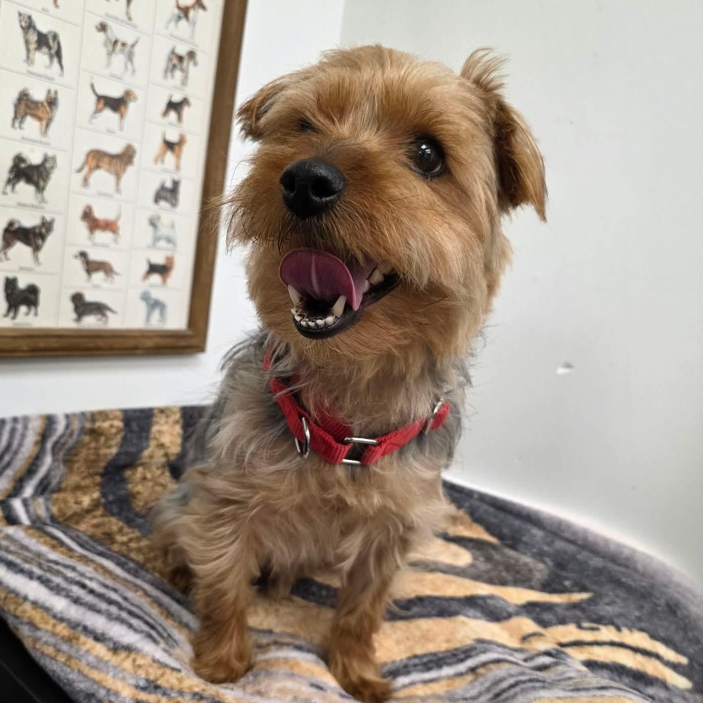 Enlarge Frodo , an adopted mixed breed in Greensburg, PA image 5/6