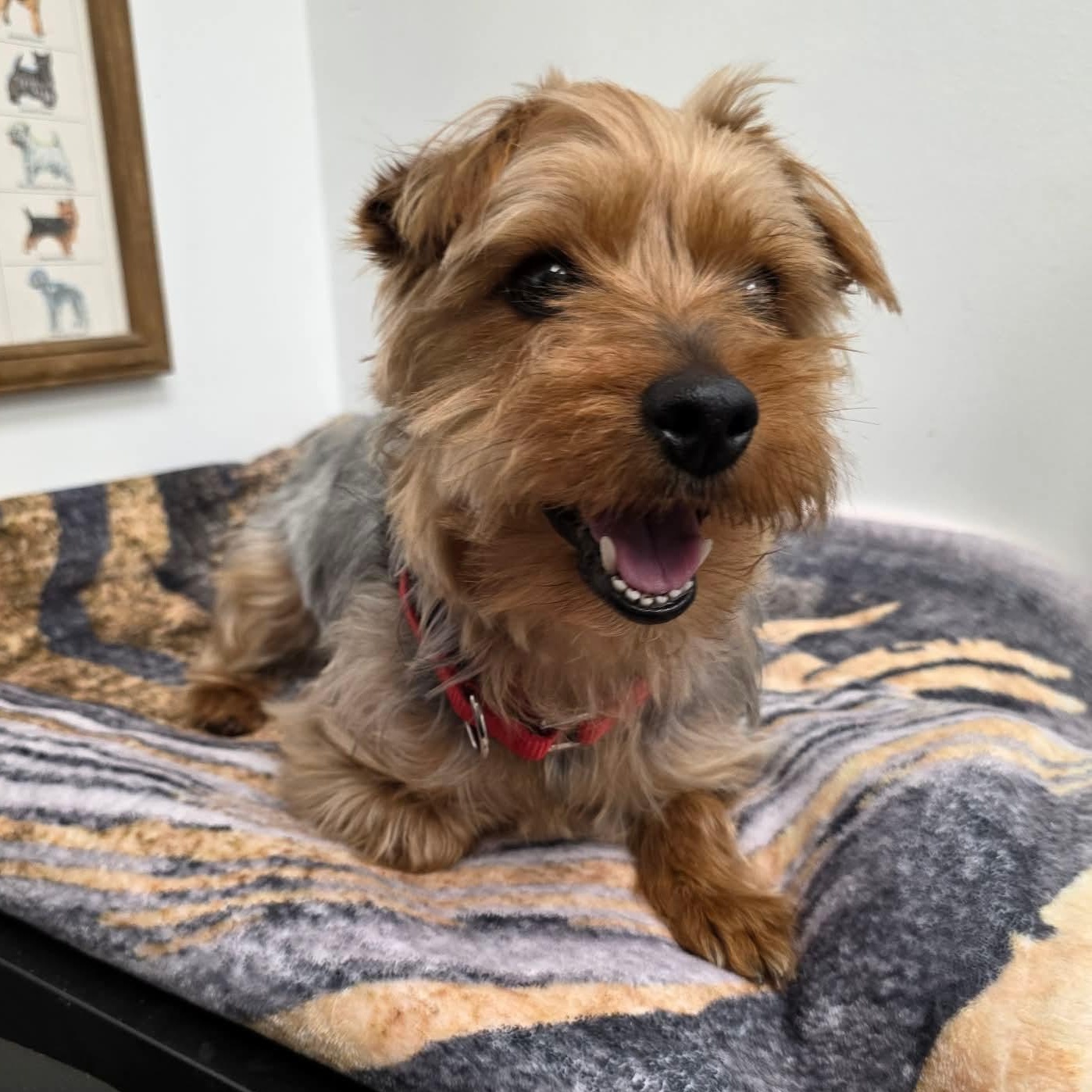 Frodo , adopted, Adult Male Yorkshire Terrier.
