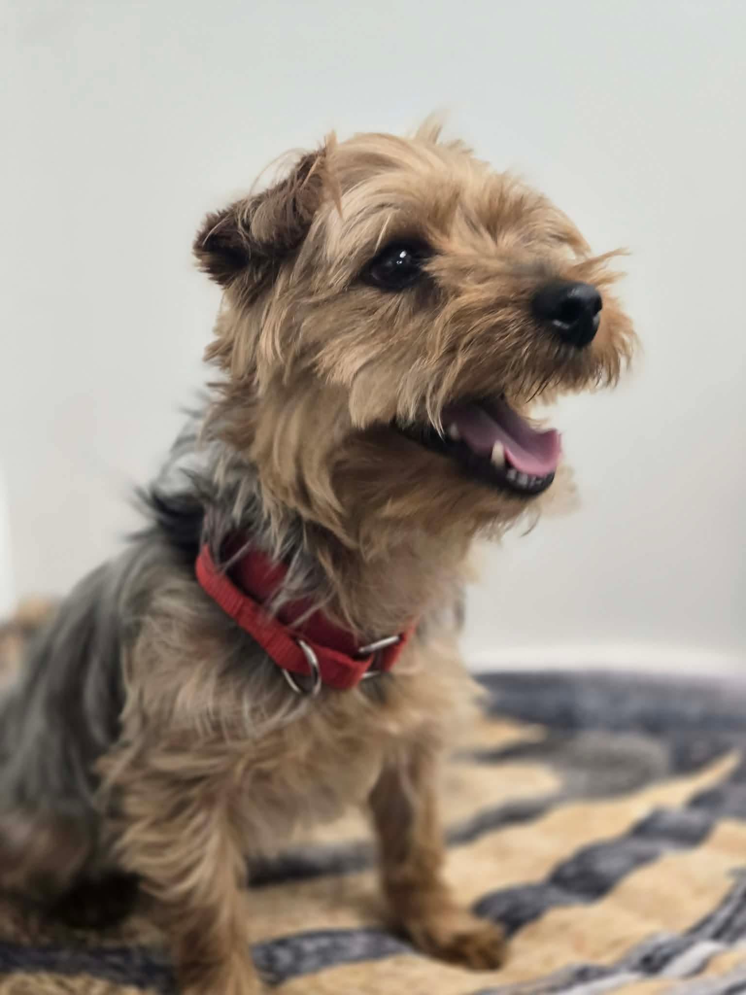 Enlarge Frodo , an adopted mixed breed in Greensburg, PA image 3/6