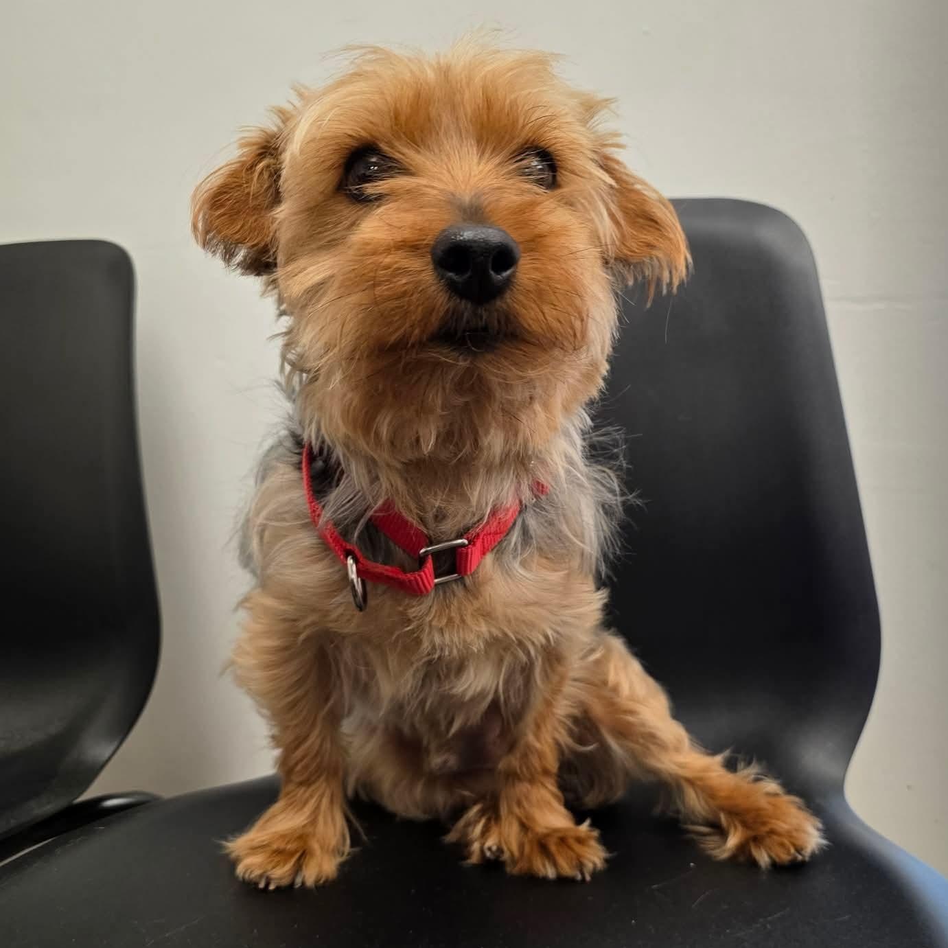 Enlarge Frodo , an adopted mixed breed in Greensburg, PA image 2/6