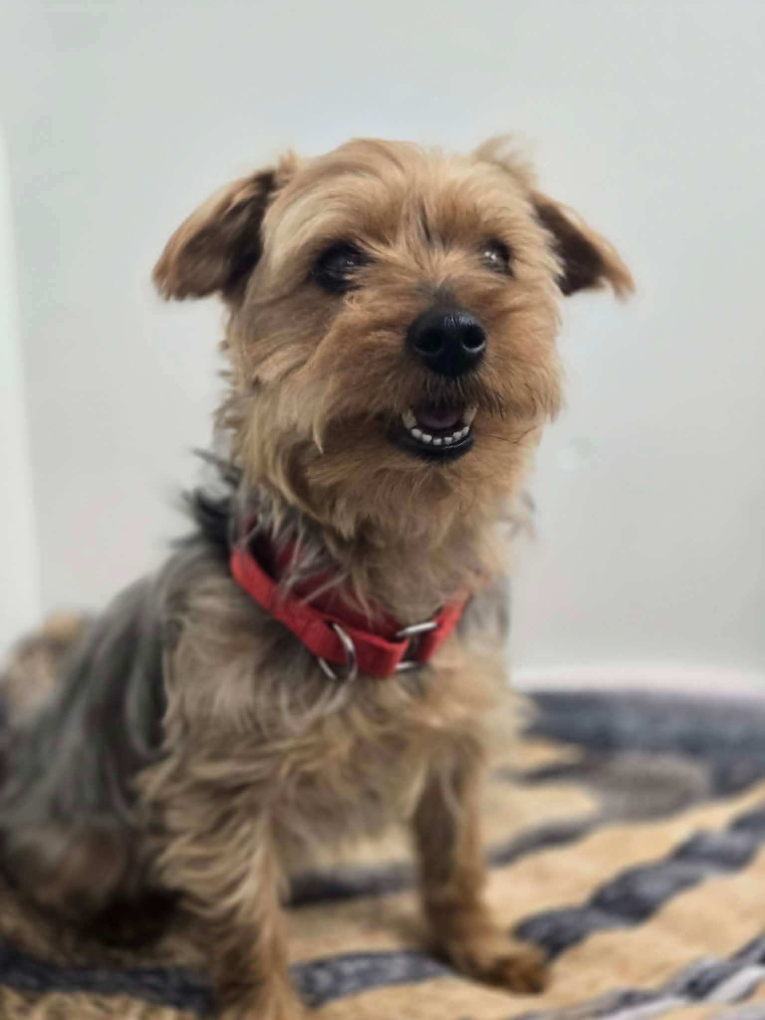 Enlarge Frodo , an adopted mixed breed in Greensburg, PA image 6/6