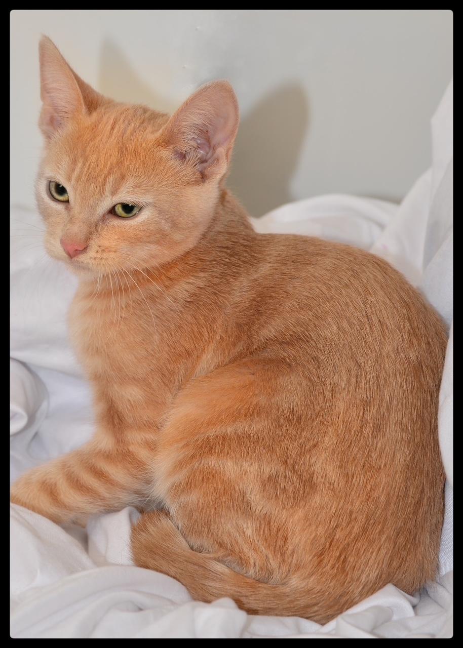 Enlarge Autumn A061277, a Adoptable Domestic Short Hair in San Andreas, CA image 1/1
