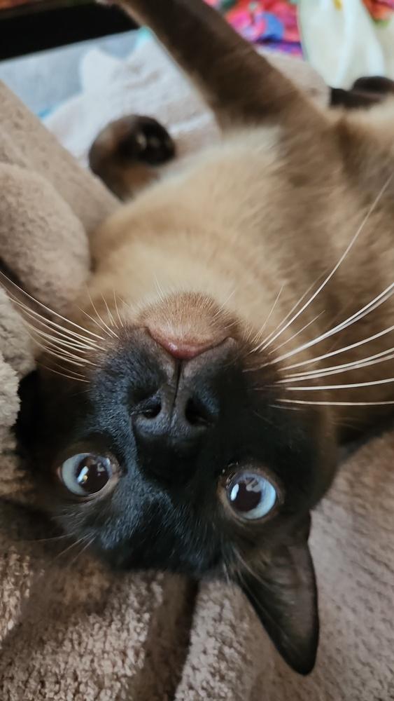 Lilo, Adopted, Young Male Domestic Short Hair.