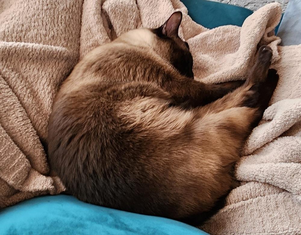 Enlarge Lilo, a Adopted mixed breed in Hudson, NH image 2/5