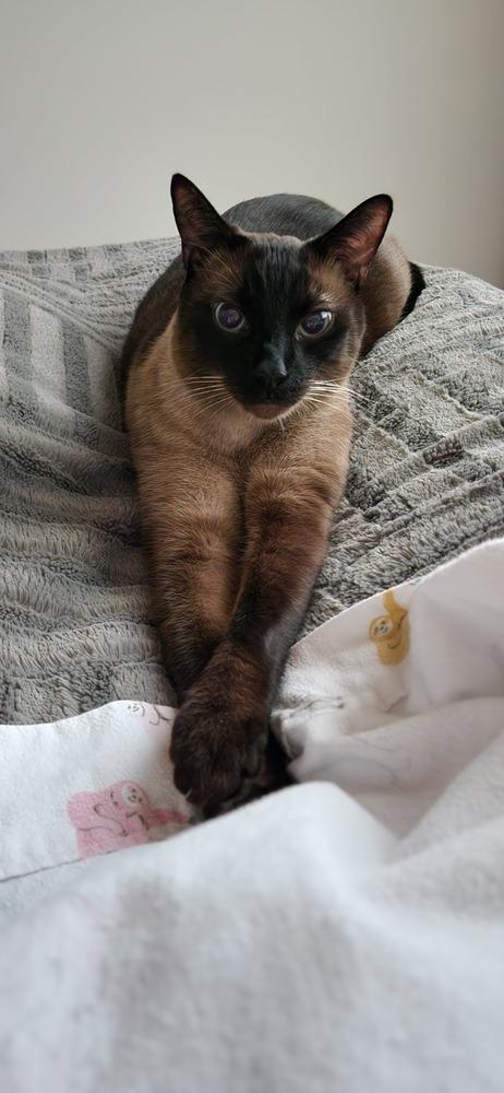 Lilo, Adopted, Young Male Domestic Short Hair.
