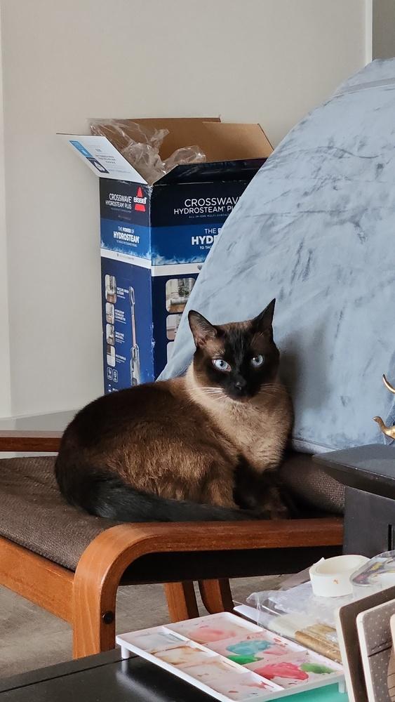 Enlarge Lilo, a Adopted mixed breed in Hudson, NH image 4/5