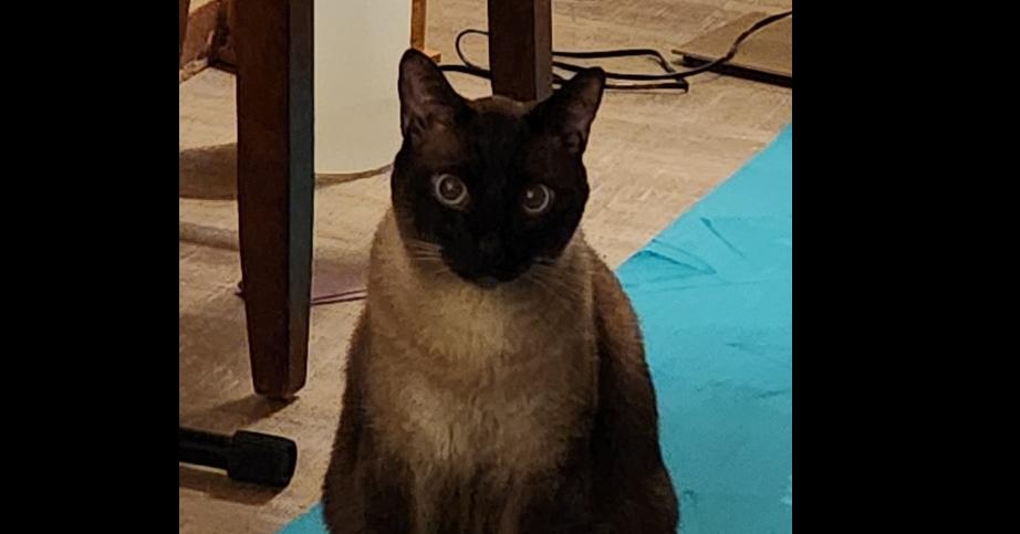 Enlarge Lilo, a Adopted mixed breed in Hudson, NH image 5/5