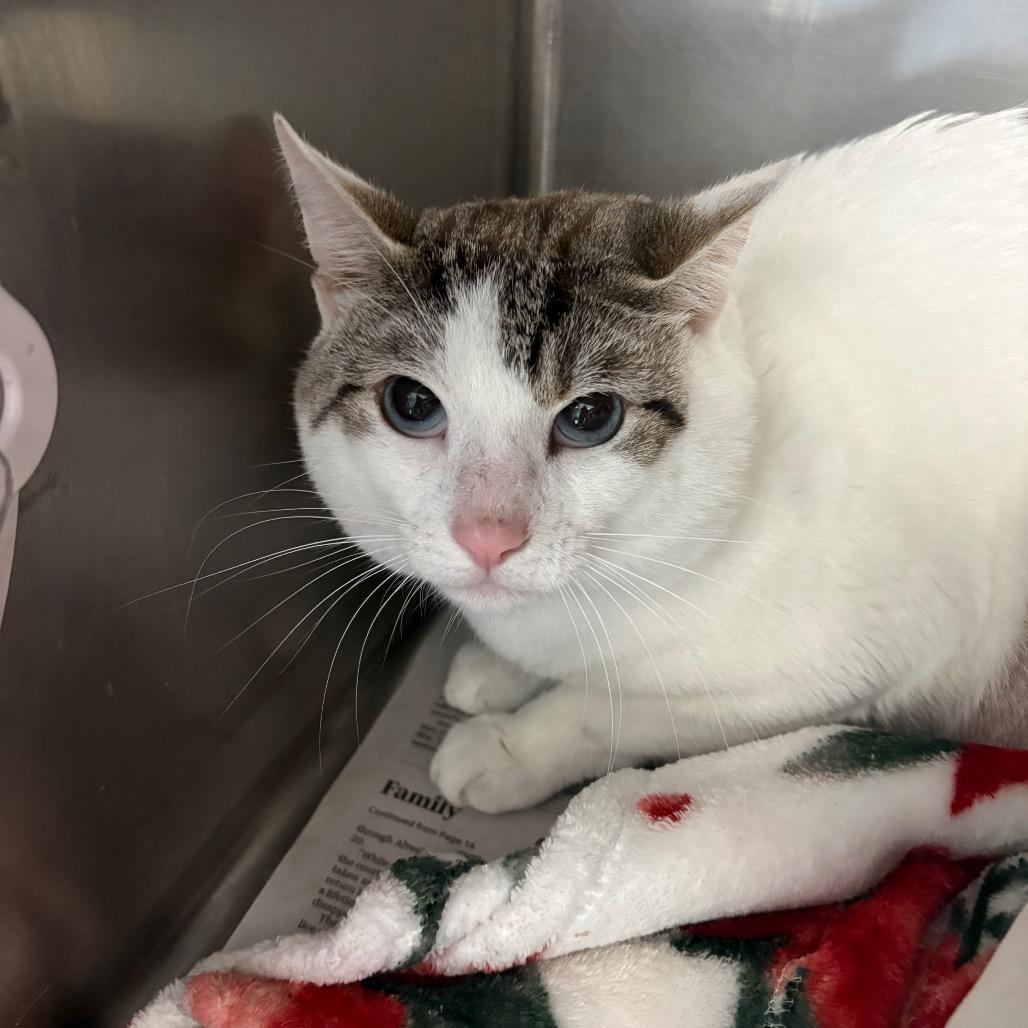 Moon, Adoptable, Adult Male Domestic Short Hair.