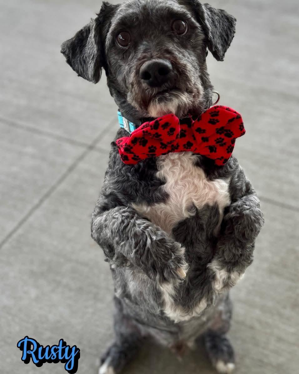 Rusty, ADOPTABLE, Young Male Bichon Frise & Shih Tzu.