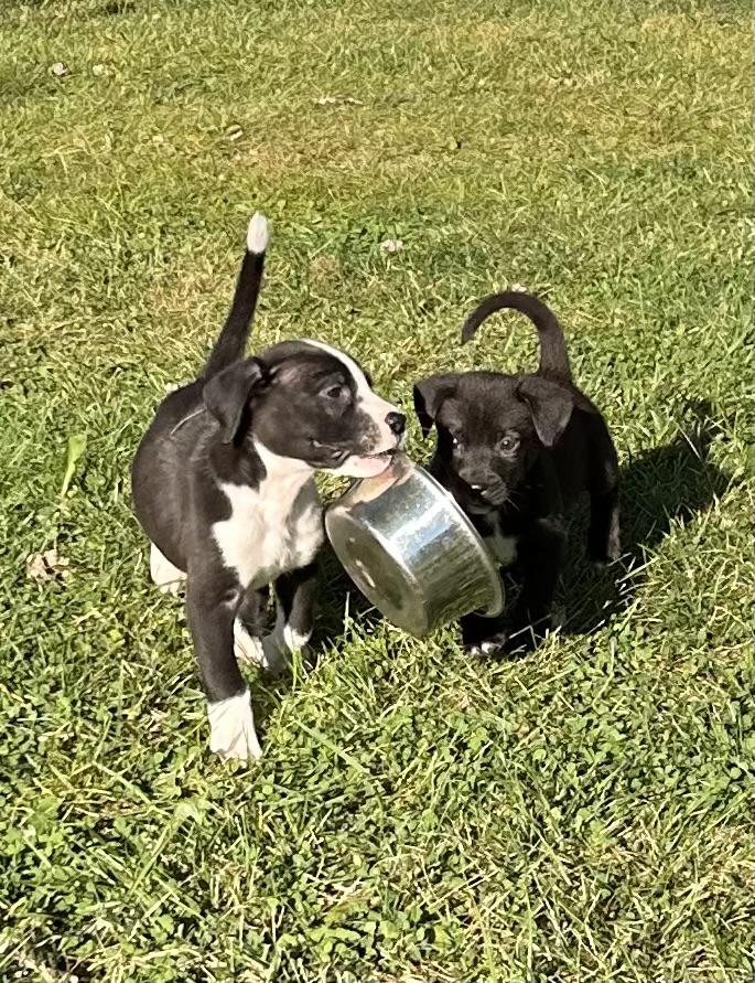 Oreo