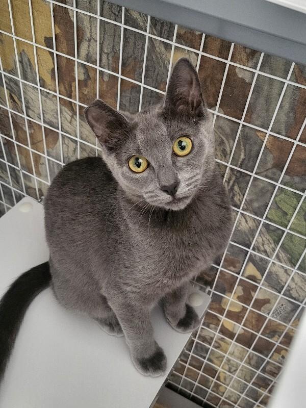Caoimhe, a Adoptable Domestic Short Hair in Diamond Springs, CA image 1/6