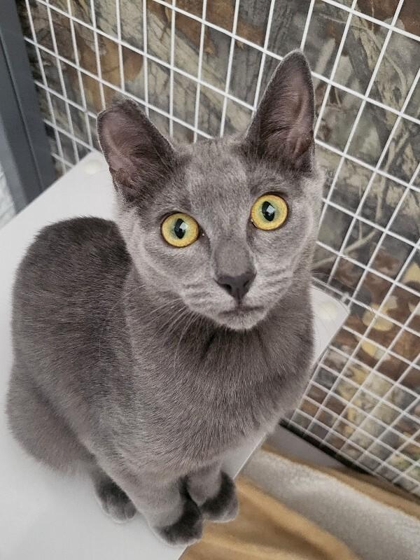 Caoimhe, a Adoptable Domestic Short Hair in Diamond Springs, CA image 2/6