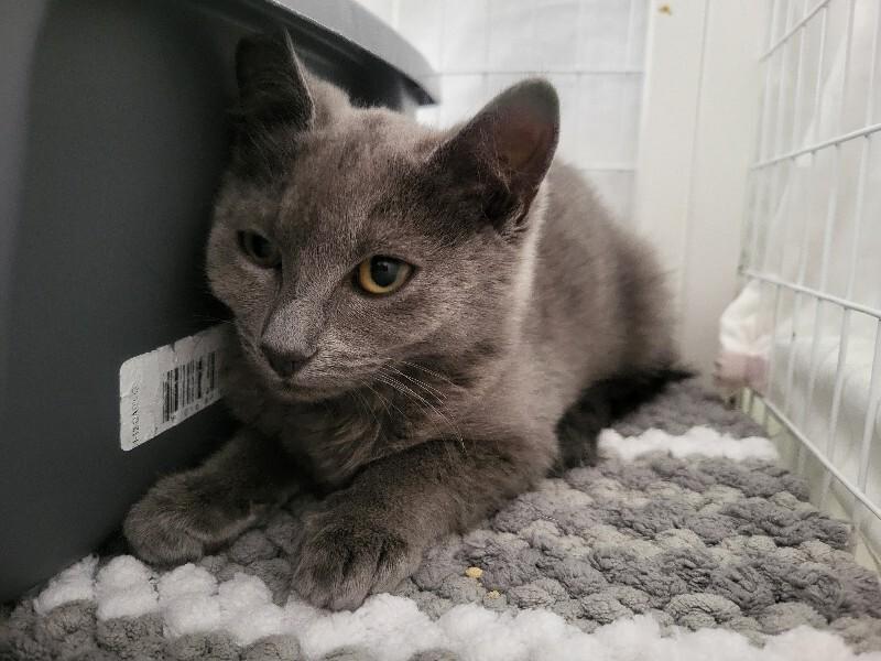 Caoimhe, a Adoptable Domestic Short Hair in Diamond Springs, CA image 3/6