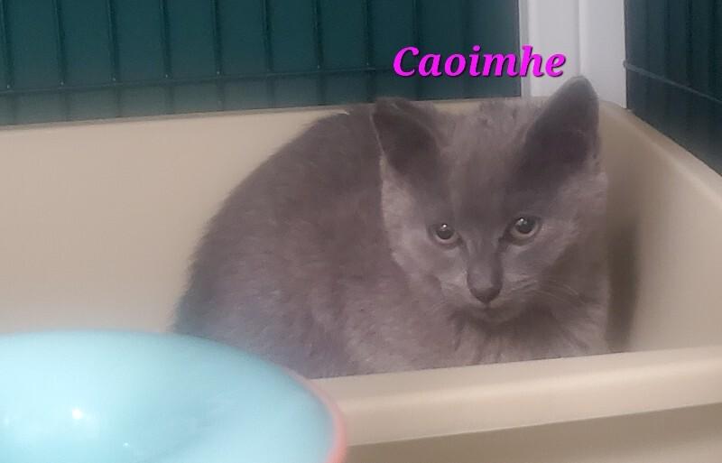 Caoimhe, a Adoptable Domestic Short Hair in Diamond Springs, CA image 4/6