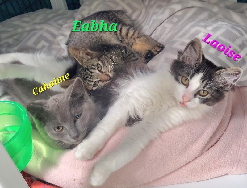 Caoimhe, a Adoptable Domestic Short Hair in Diamond Springs, CA image 5/6