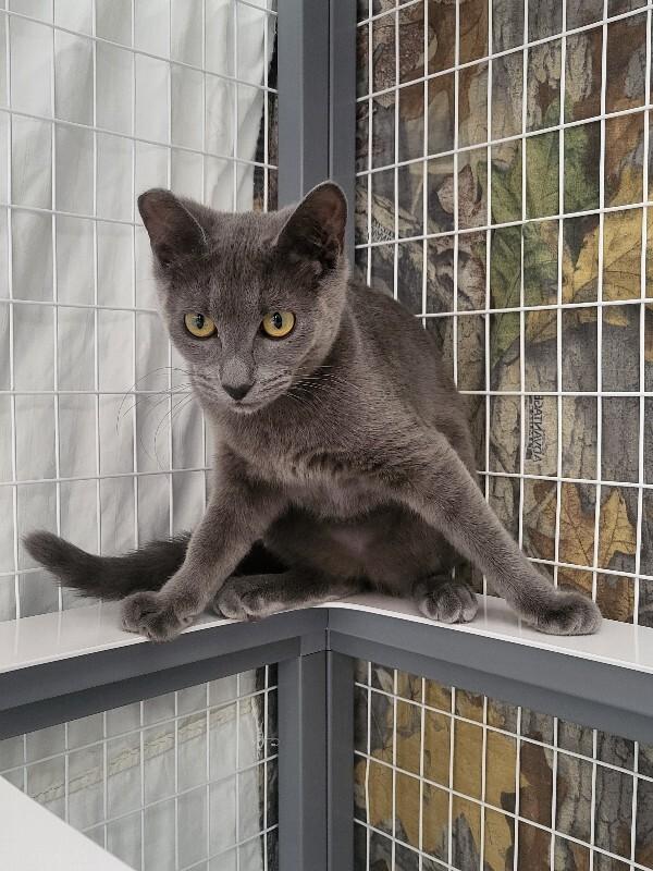 Caoimhe, a Adoptable Domestic Short Hair in Diamond Springs, CA image 6/6