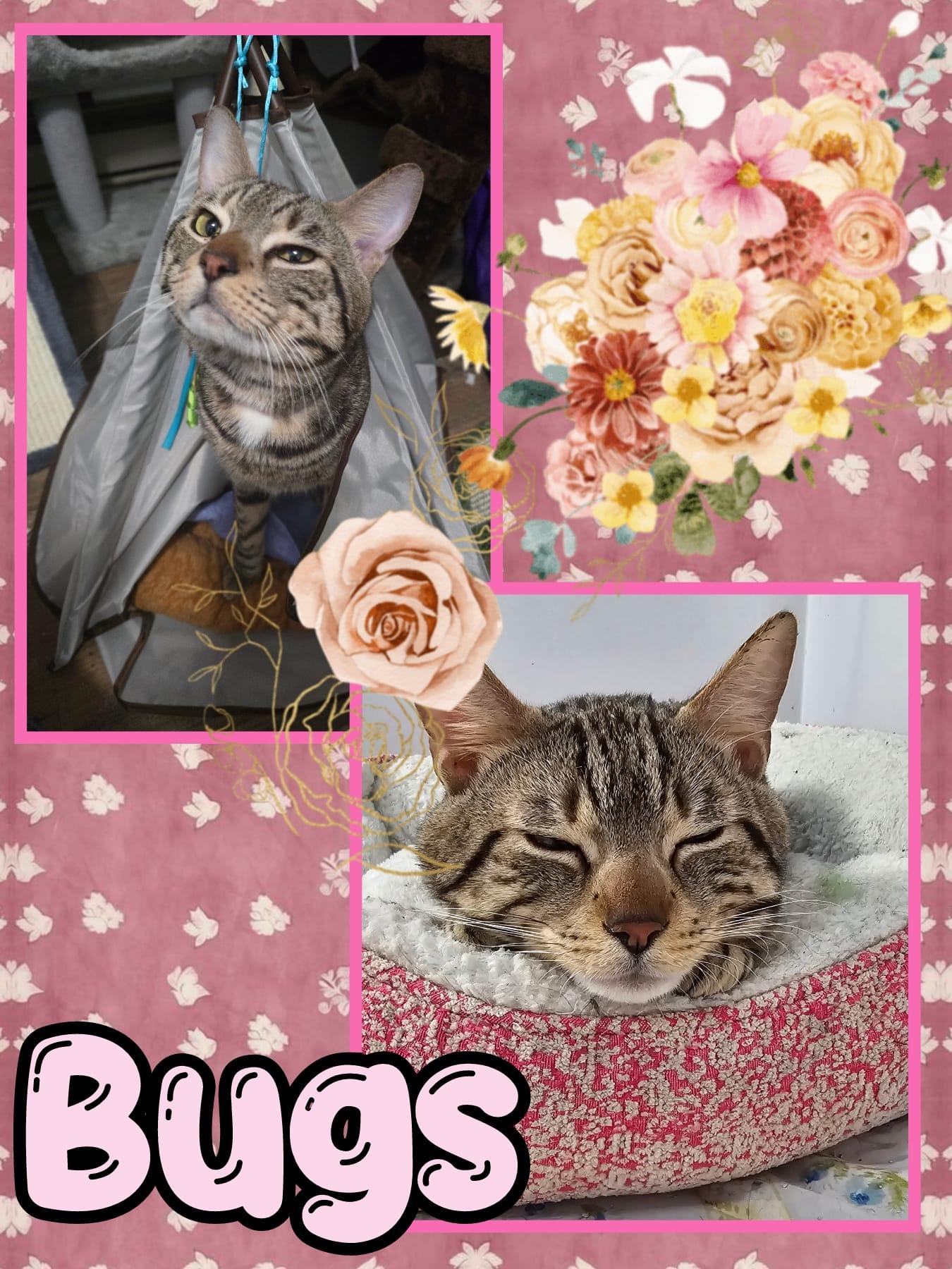 Enlarge Bugs, a Adoptable Domestic Short Hair in Plymouth , PA image 1/1