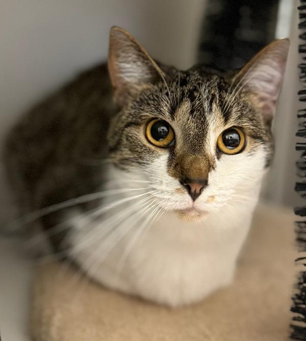 Enlarge Zoey, a Adoptable mixed breed in Sheboygan, WI image 1/6