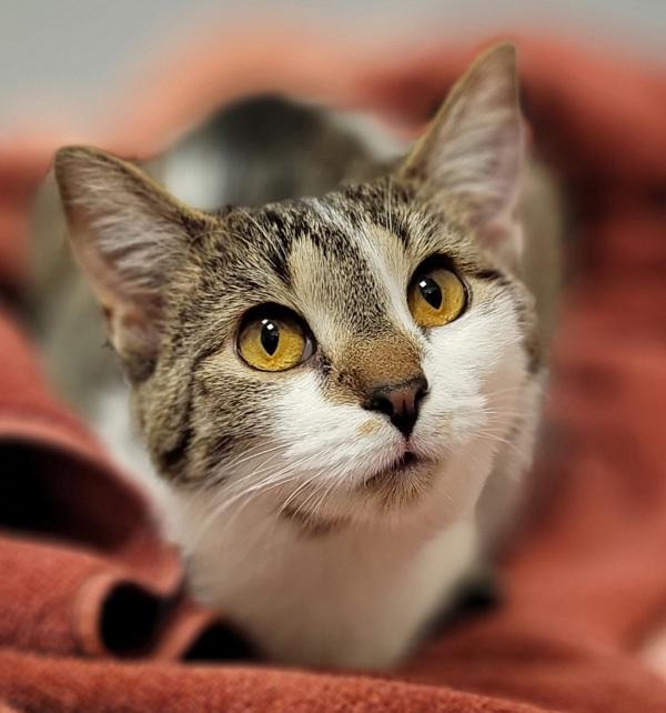 Enlarge Zoey, a Adoptable mixed breed in Sheboygan, WI image 3/6