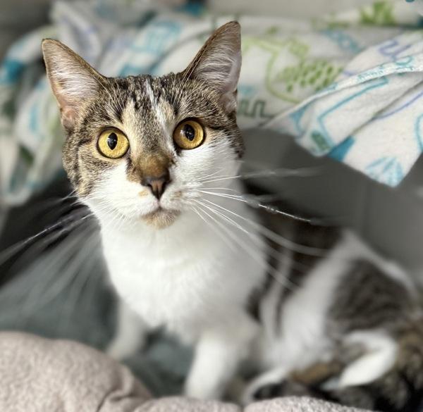 Enlarge Zoey, a Adoptable mixed breed in Sheboygan, WI image 4/6