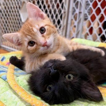 Cheddar, an adopted mixed breed in Sacramento, CA image 2/4