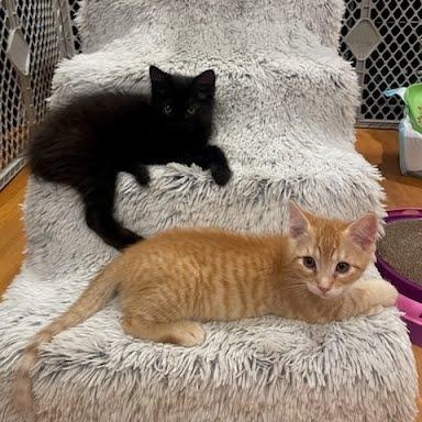 Cheddar, an adopted mixed breed in Sacramento, CA image 4/4