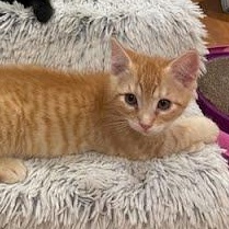 Cheddar, an adopted mixed breed in Sacramento, CA image 3/4
