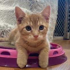 Cheddar, an adopted mixed breed in Sacramento, CA image 1/4
