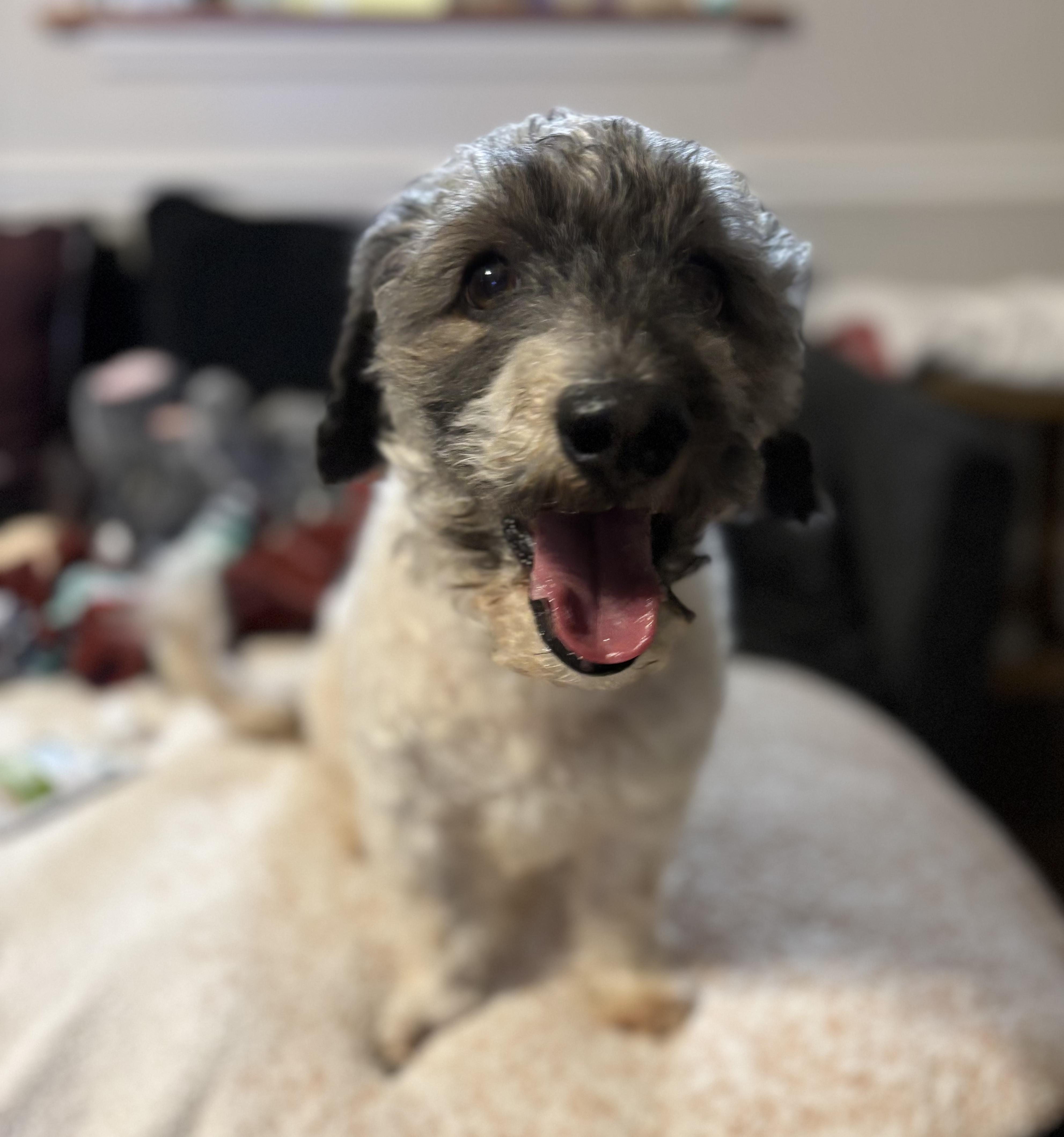Chico, a Adopted Shih poo in Waldorf, MD image 5/6