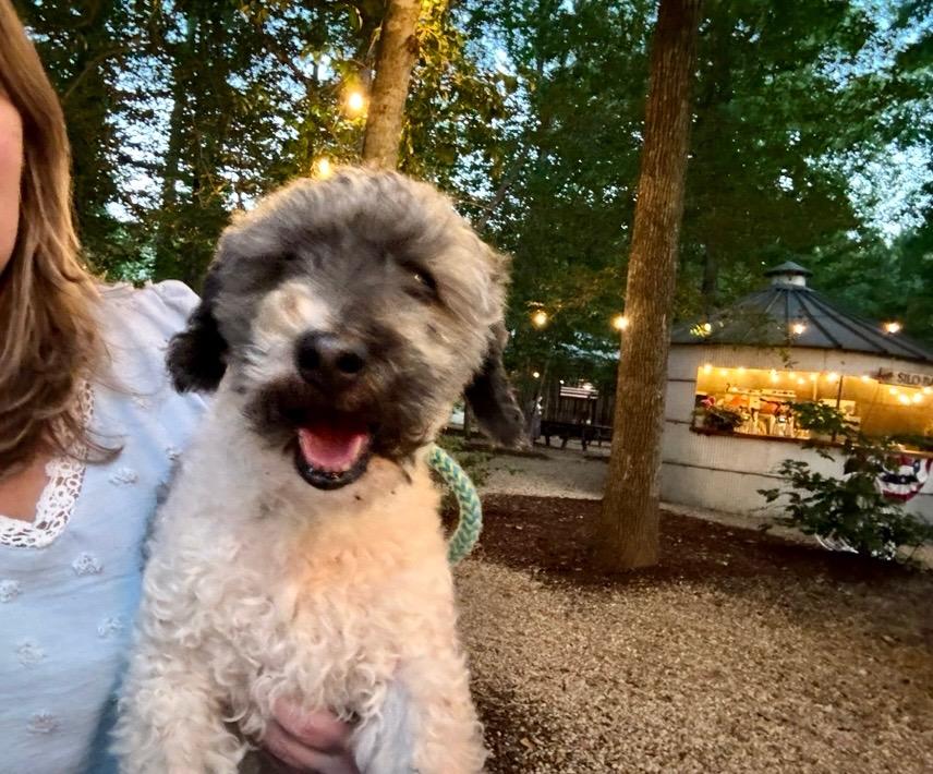 Chico, Adopted, Adult Male Shih poo.