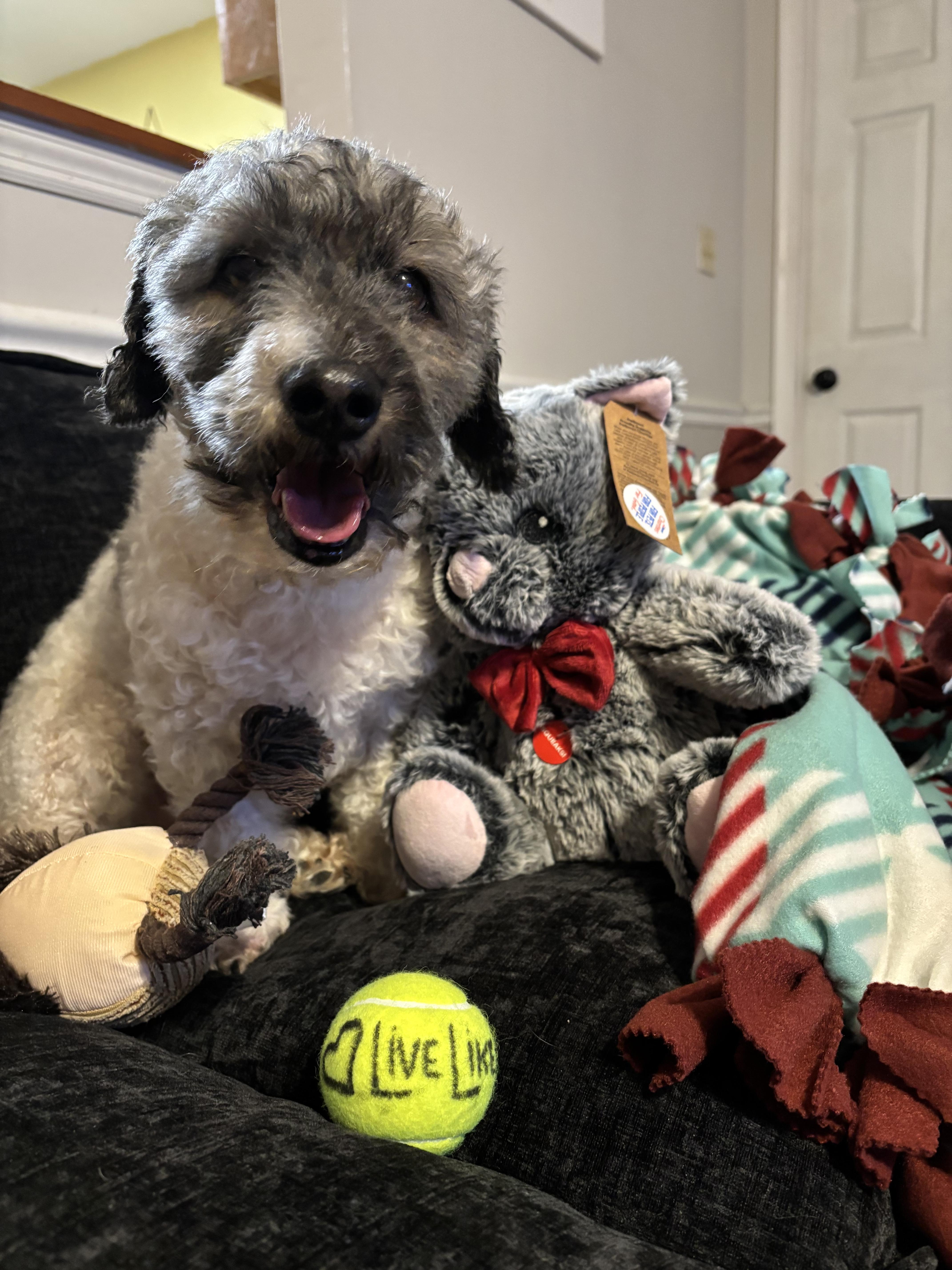 Chico, a Adopted Shih poo in Waldorf, MD image 6/6