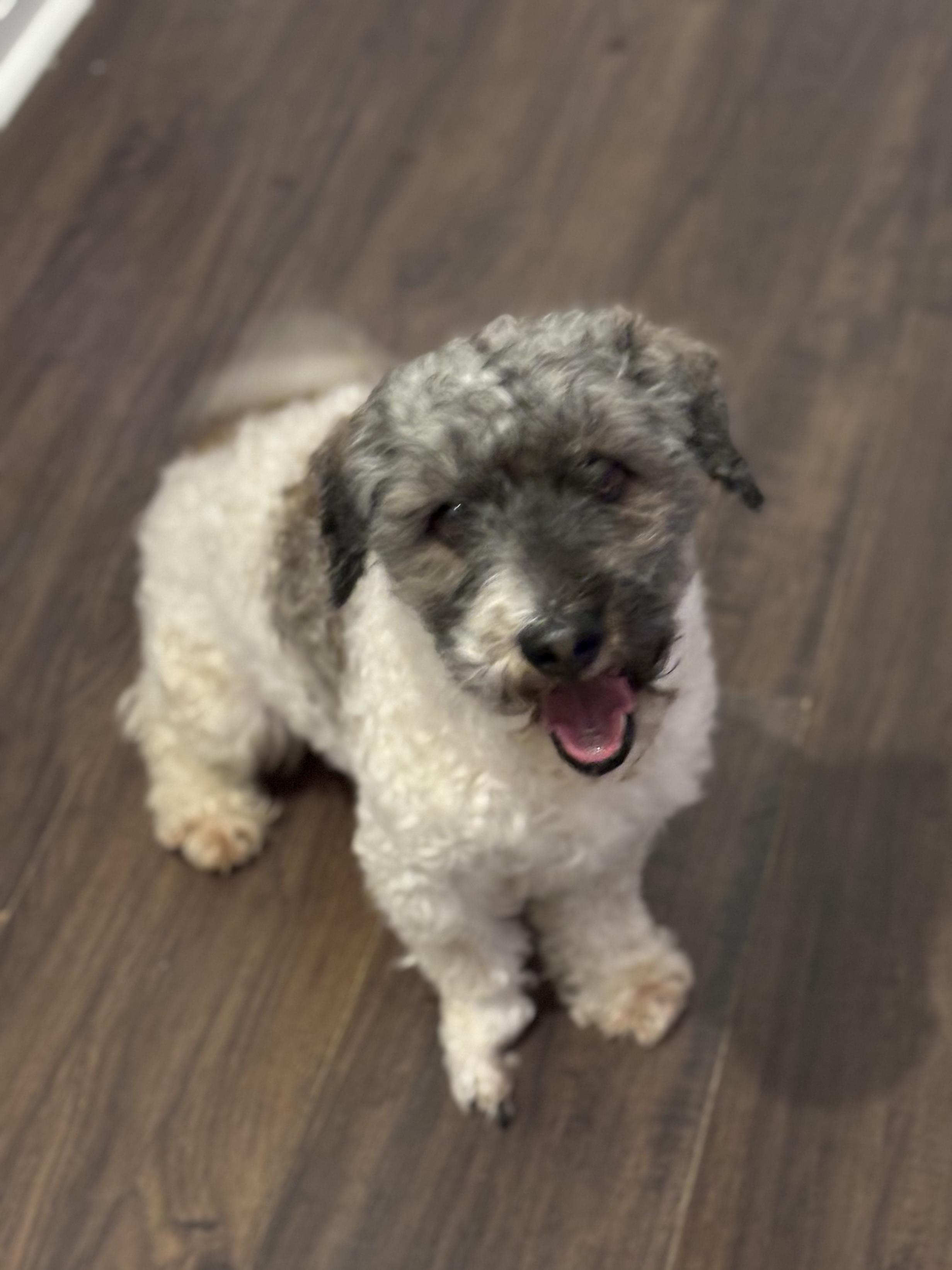 Chico, a Adopted Shih poo in Waldorf, MD image 3/6