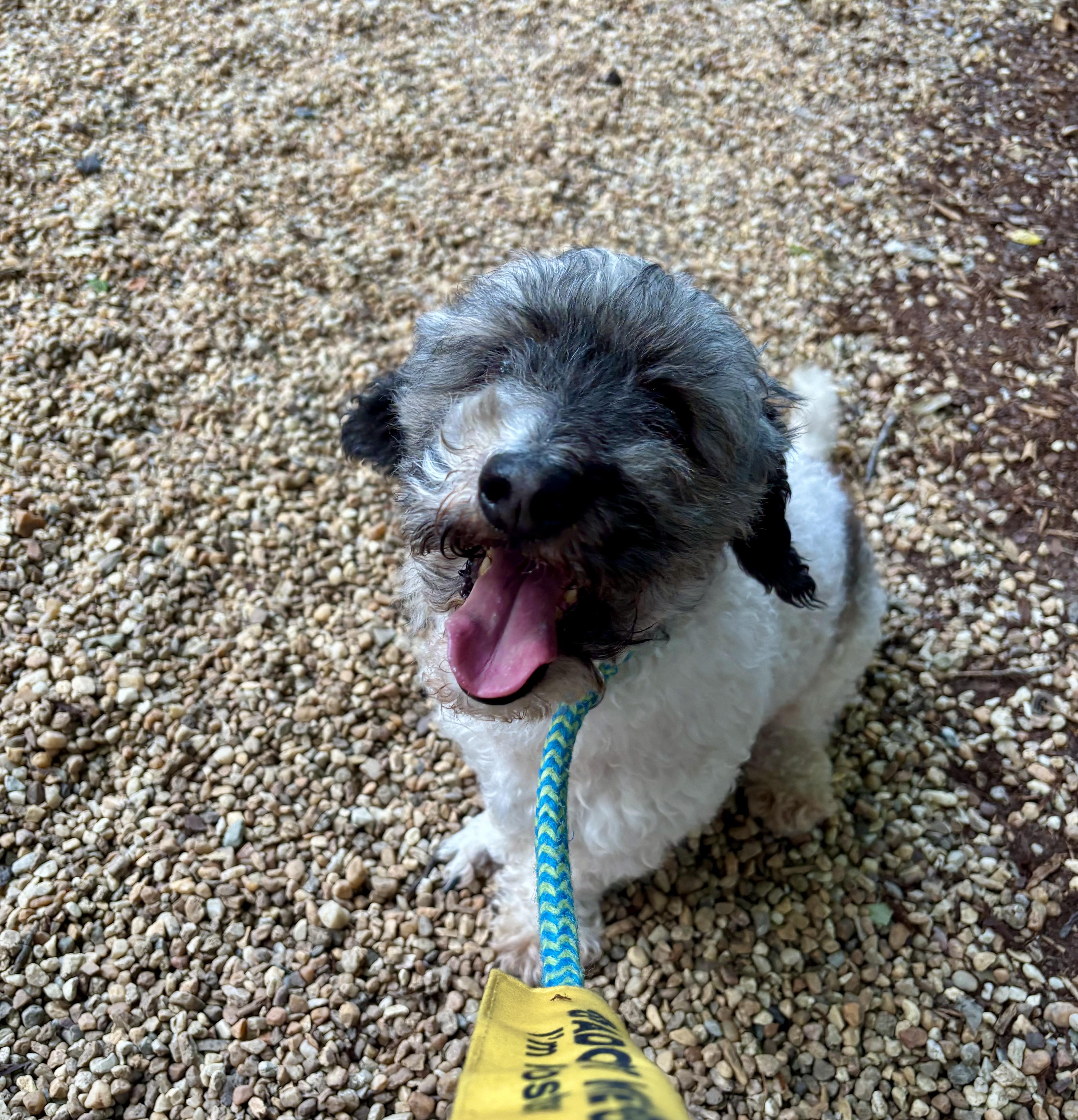 Chico, a Adopted Shih poo in Waldorf, MD image 4/6