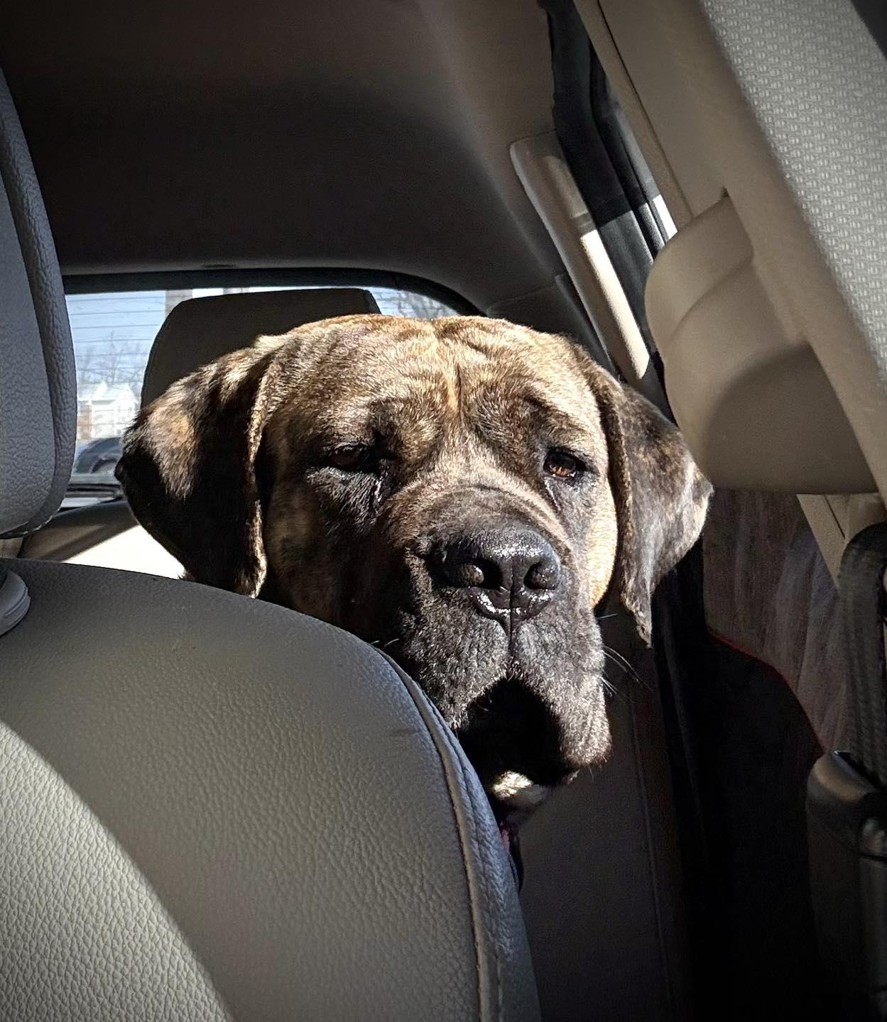 Enlarge Lola, a ADOPTABLE mixed breed in Youngstown, OH image 2/4