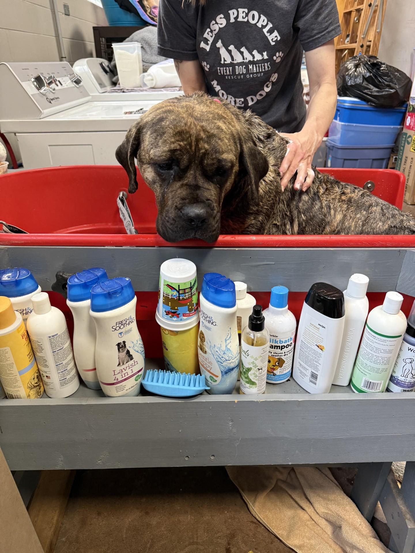 Enlarge Lola, a ADOPTABLE mixed breed in Youngstown, OH image 4/4