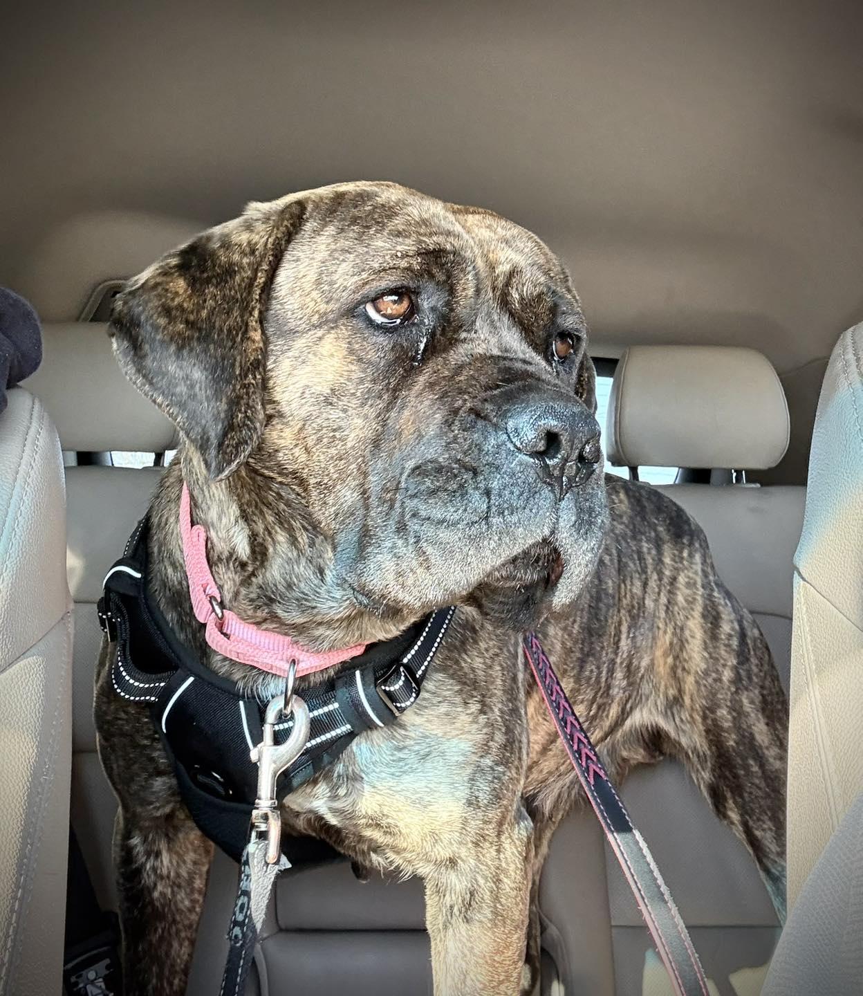 Enlarge Lola, a ADOPTABLE mixed breed in Youngstown, OH image 3/4