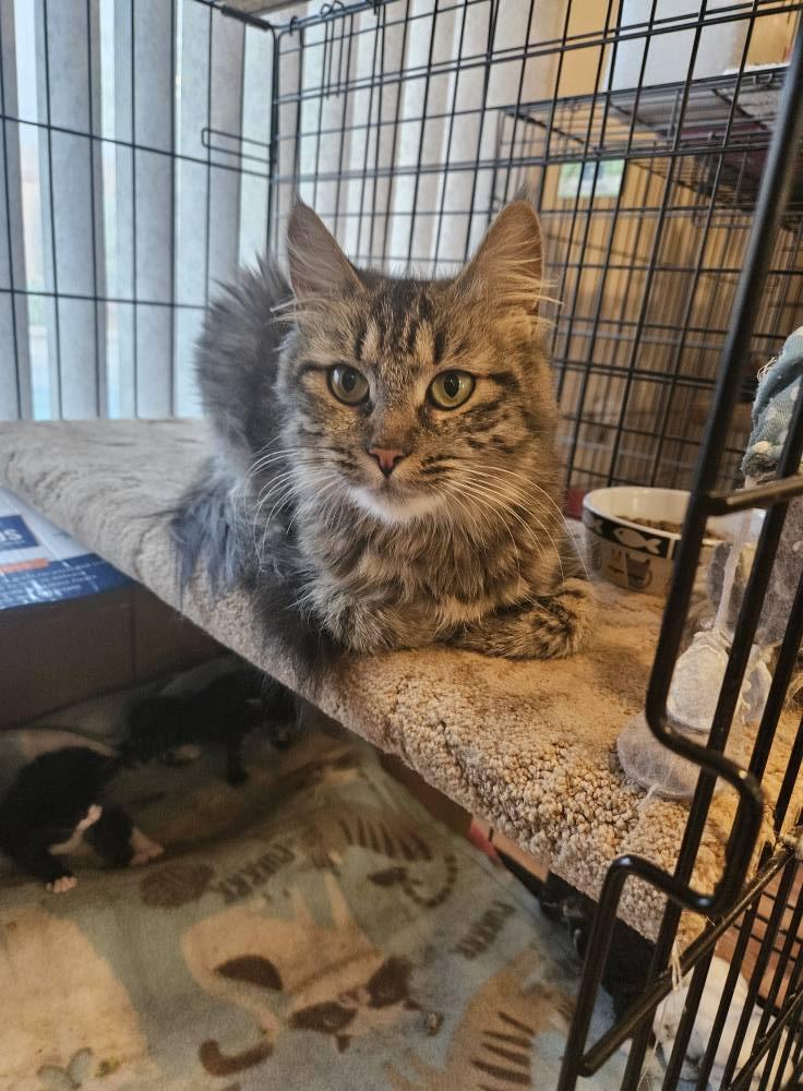 Melody, adopted, Young Female Domestic Medium Hair.