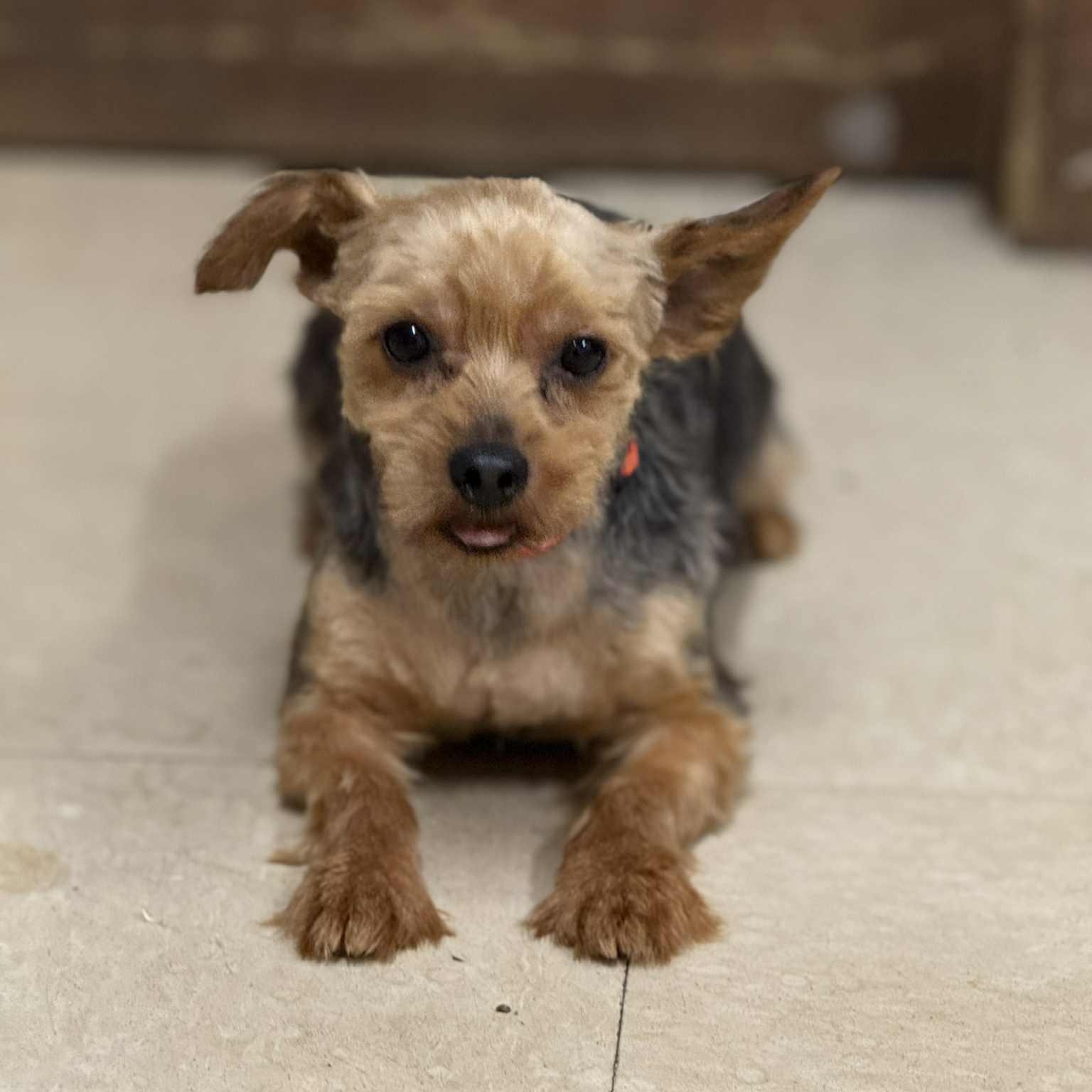 Hydro-Foster Home Needed