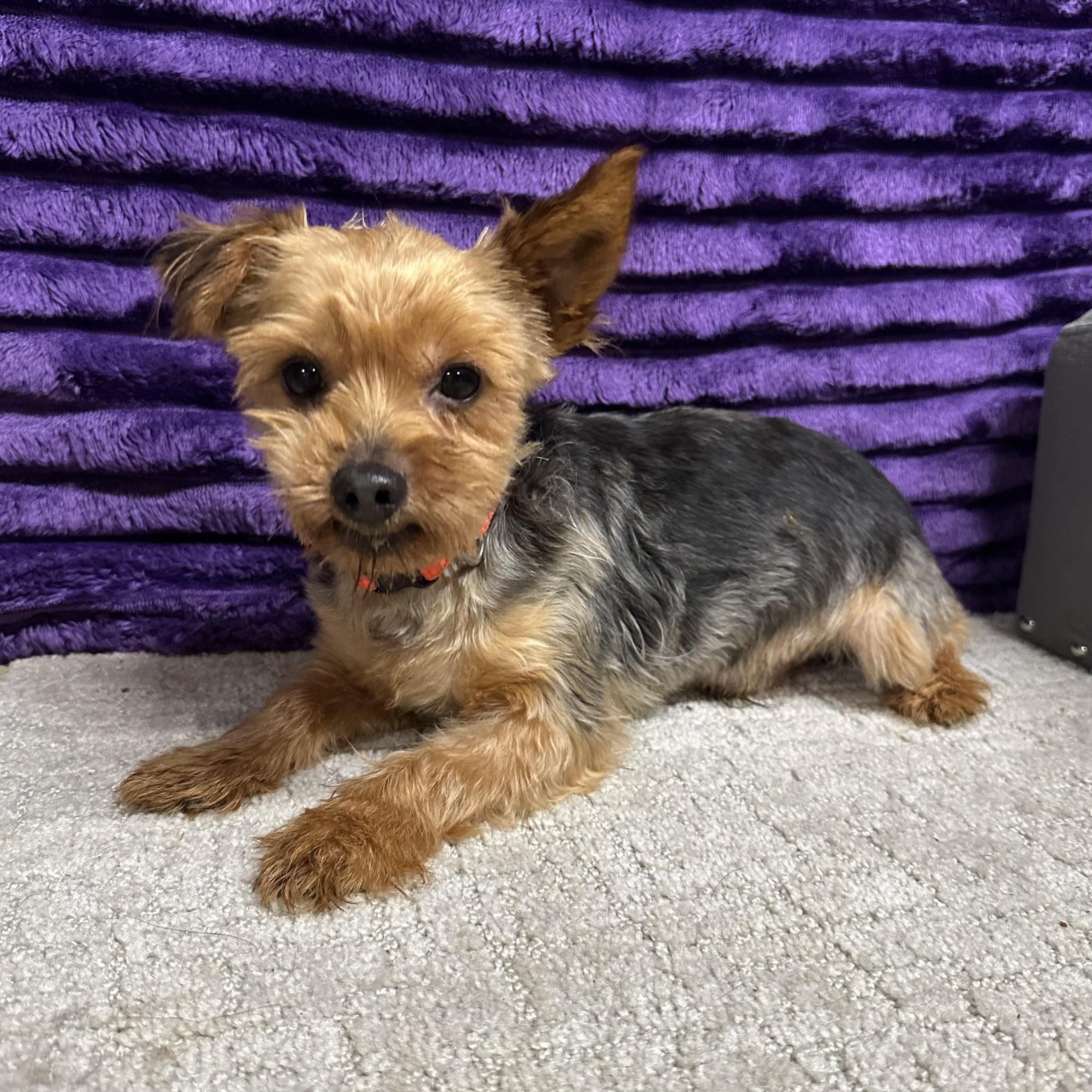Hydro-Foster Home Needed