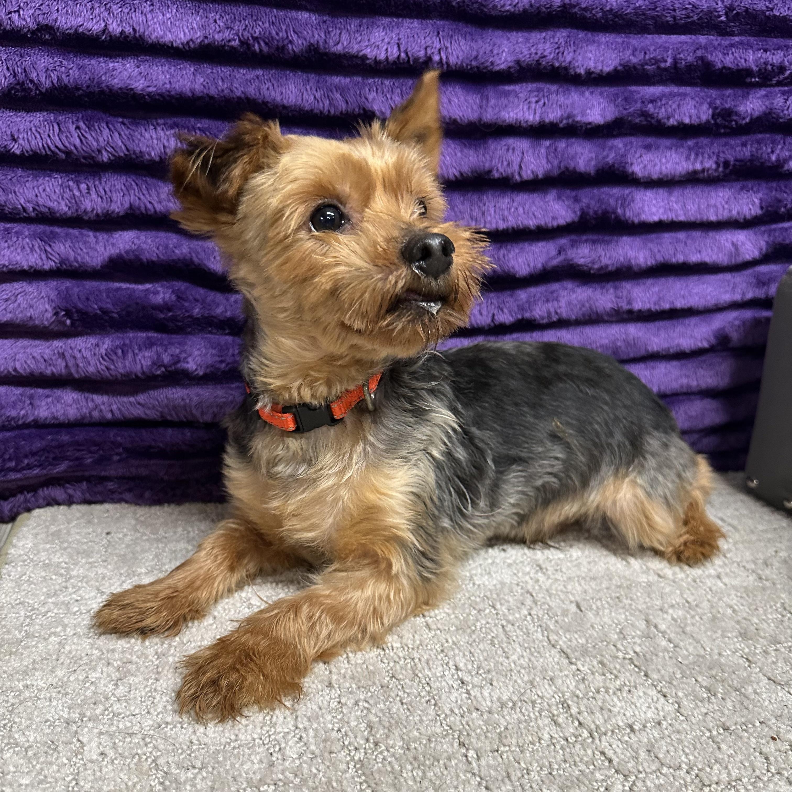Hydro-Foster Home Needed