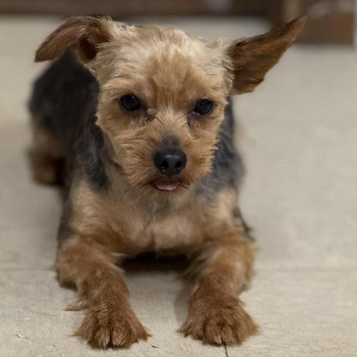 Hydro-Foster Home Needed