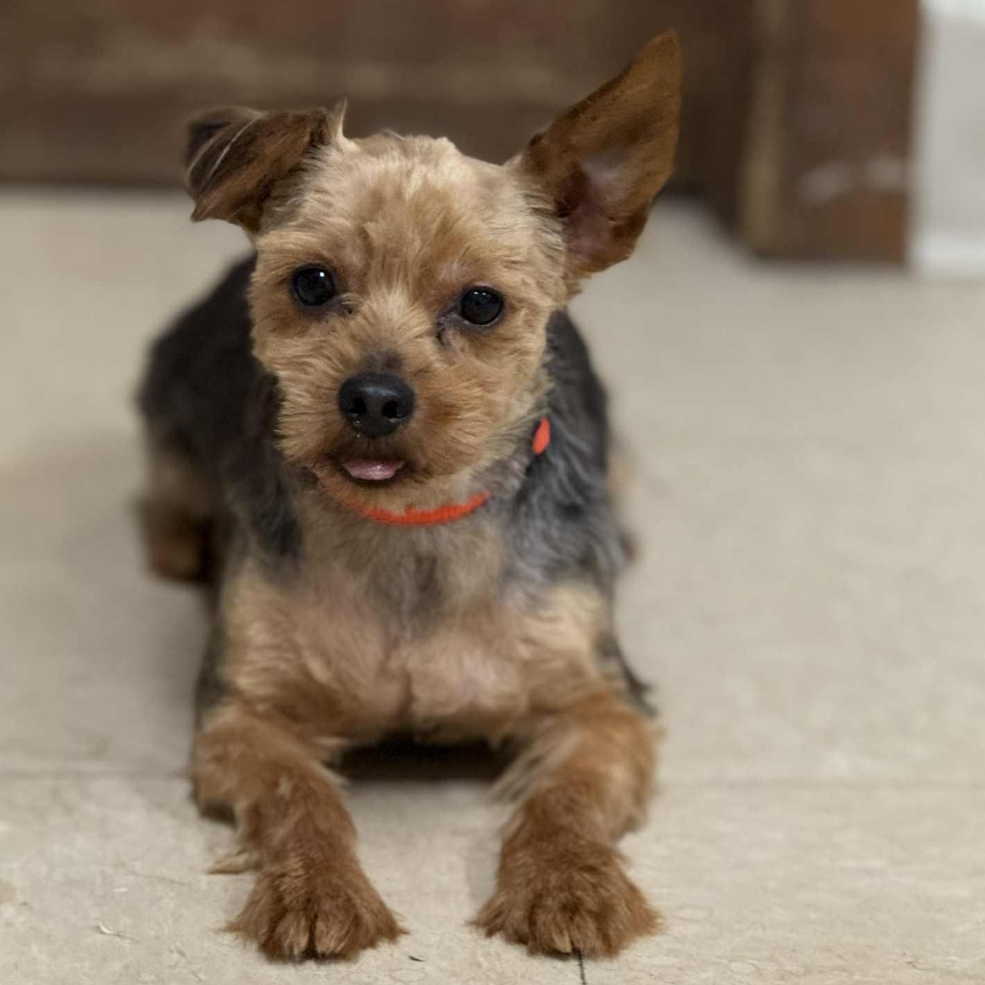 Hydro-Foster Home Needed