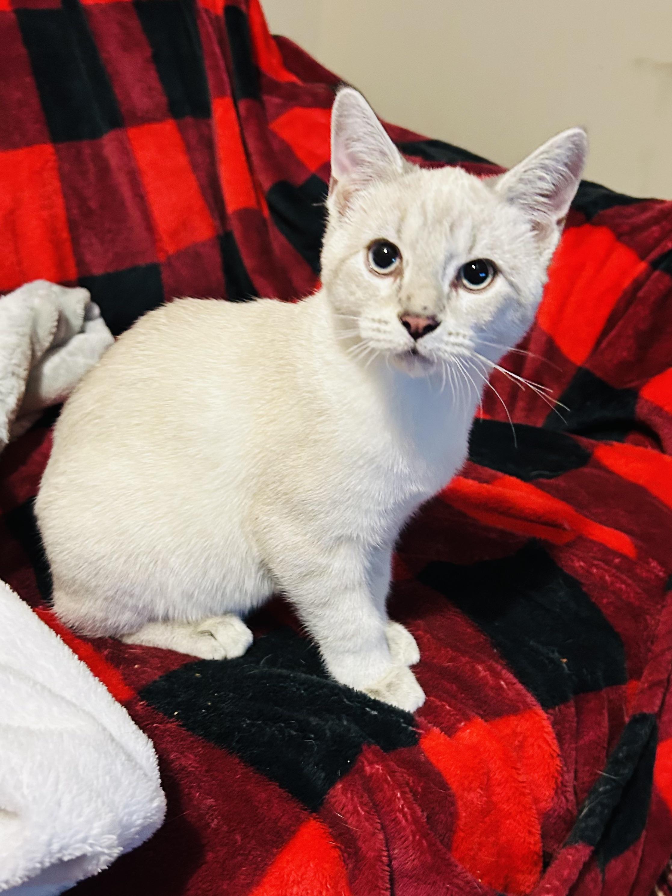 Enlarge Lucky, an adopted Domestic Short Hair in Choctaw, OK image 1/4