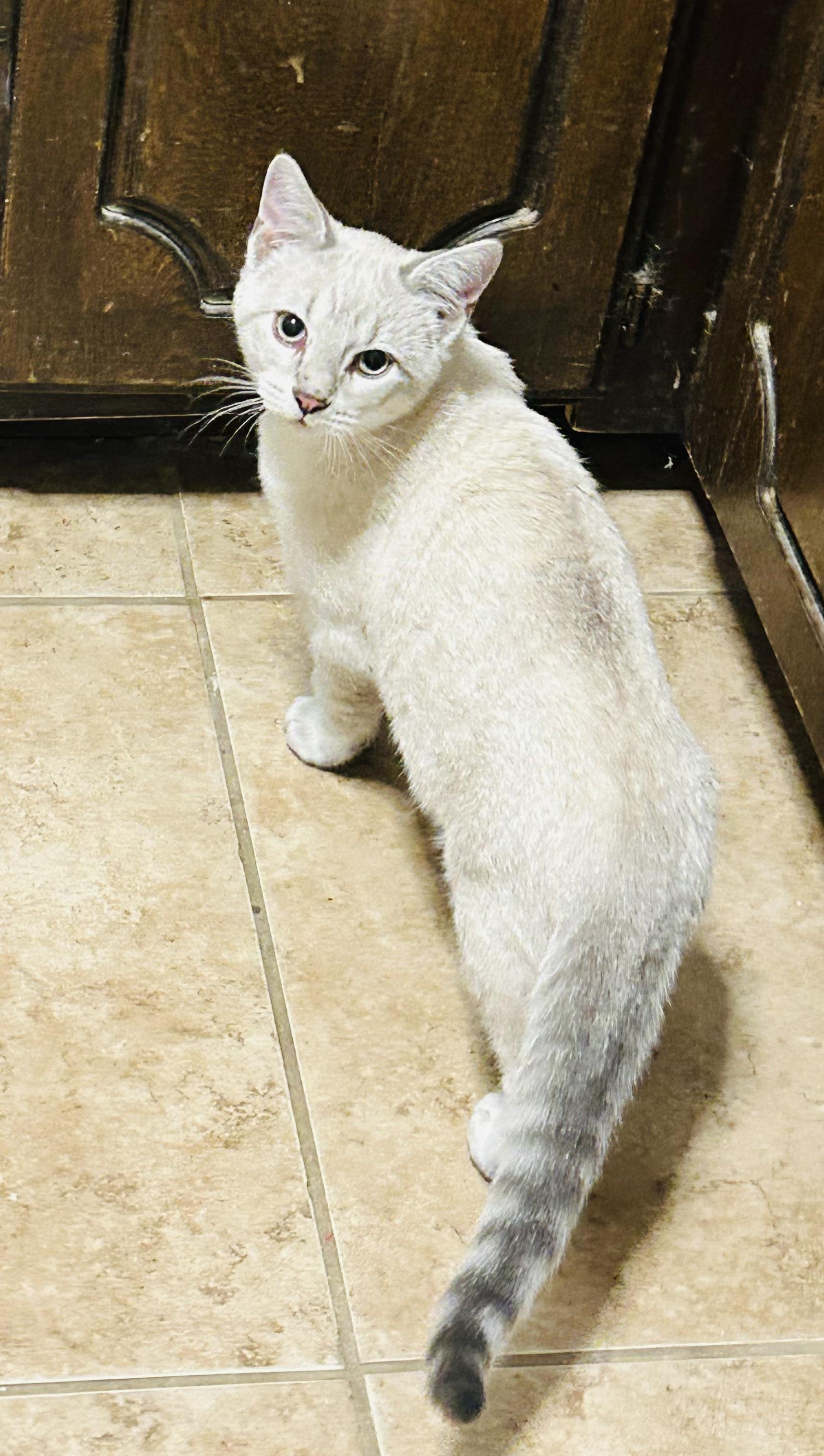 Enlarge Lucky, an adopted Domestic Short Hair in Choctaw, OK image 2/4