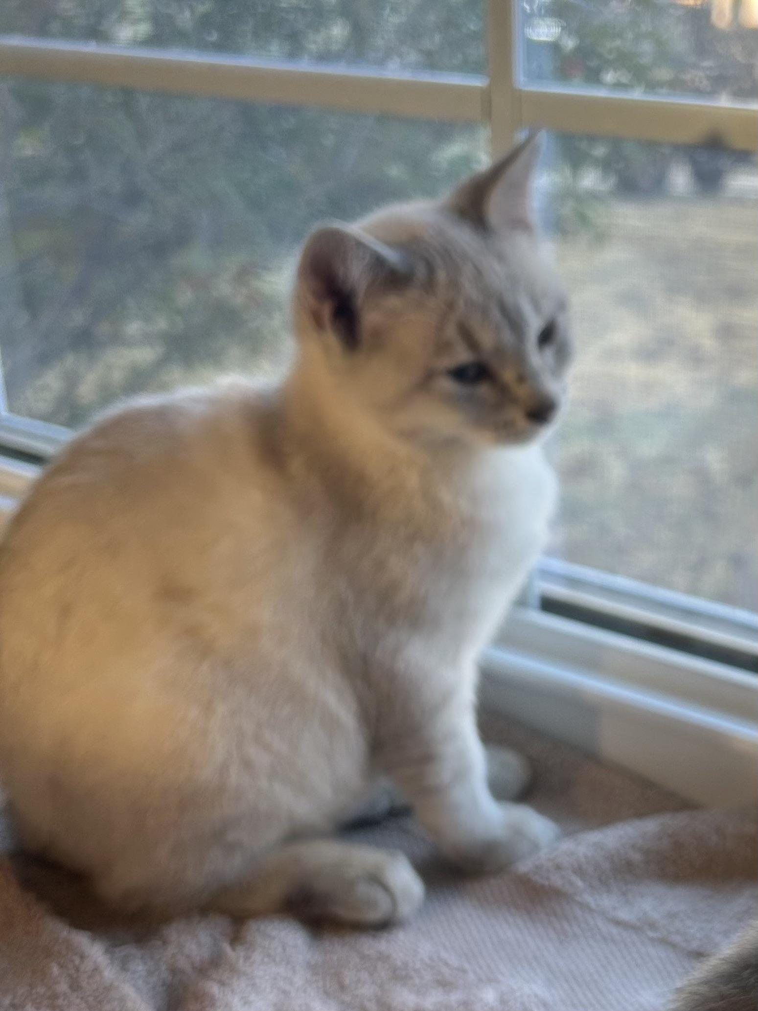 Enlarge Lucky, an adopted Domestic Short Hair in Choctaw, OK image 3/4