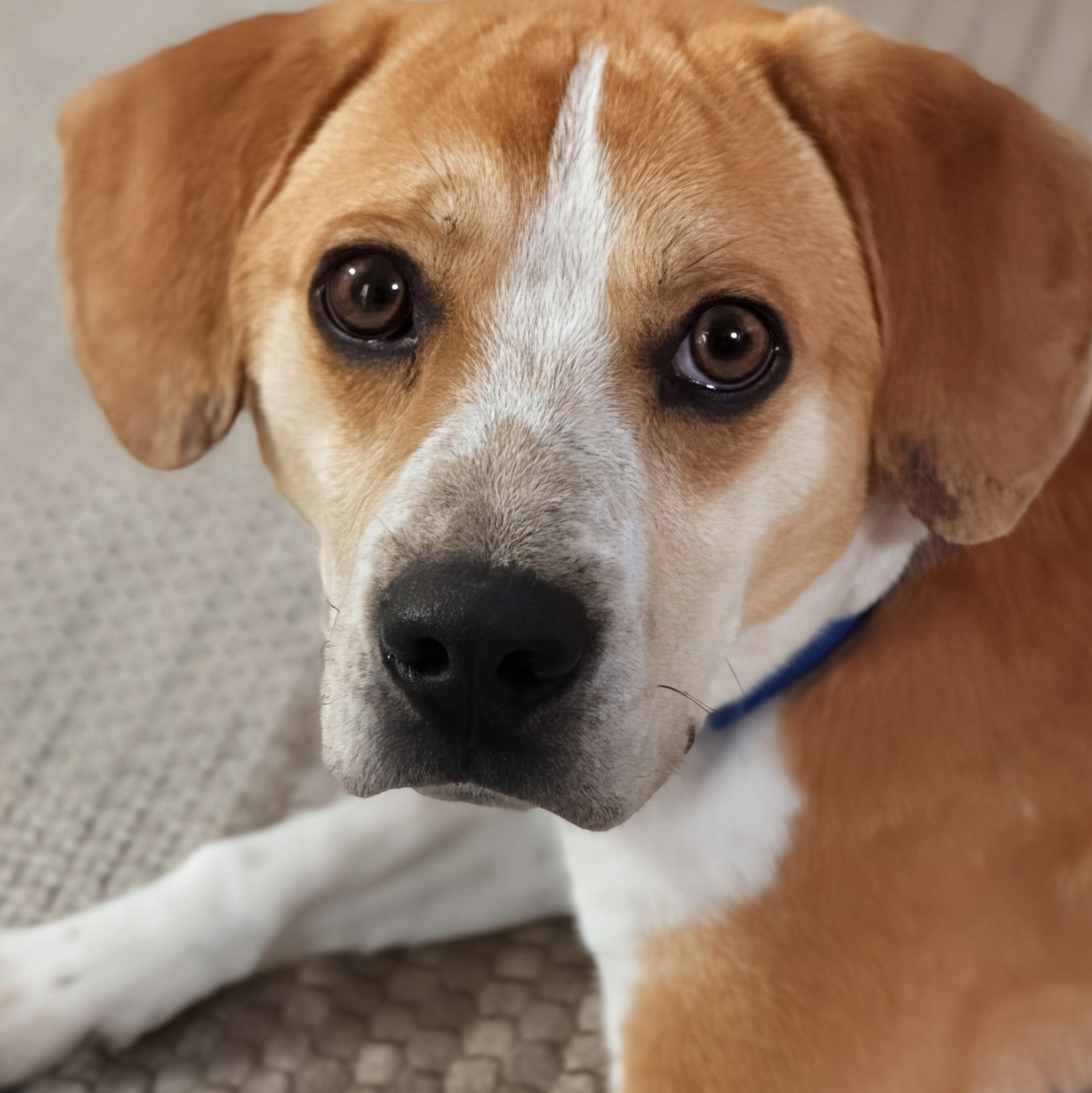 Enlarge Mac, an adopted mixed breed in Potomac, MD image 5/6