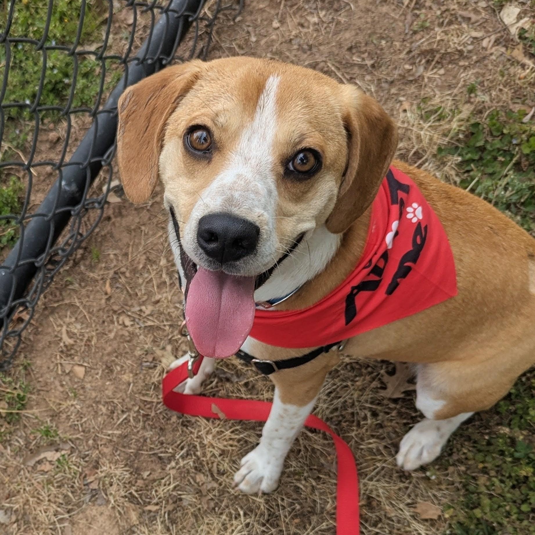 Mac, adopted, Adult Male Beagle.