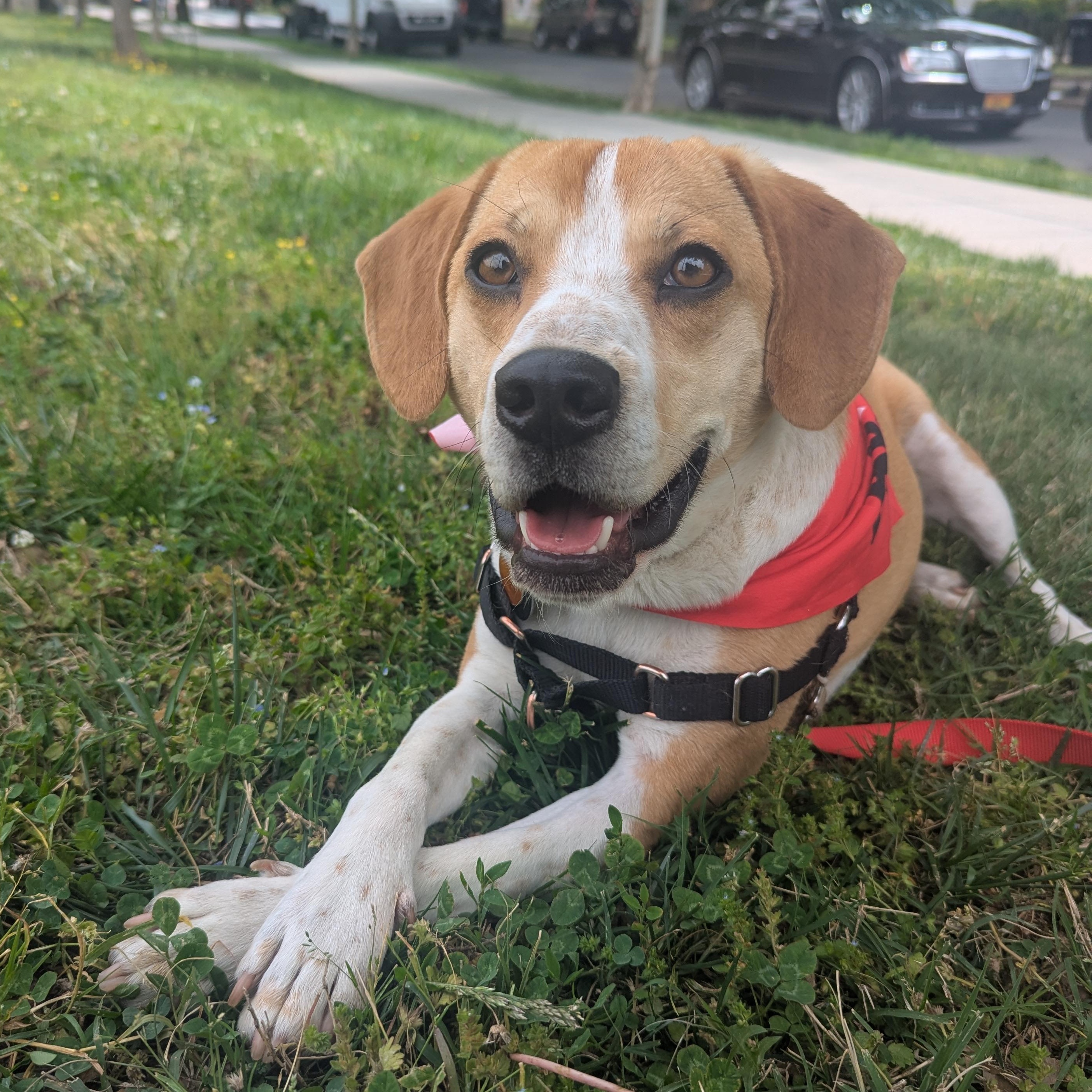 Enlarge Mac, an adopted mixed breed in Potomac, MD image 2/6
